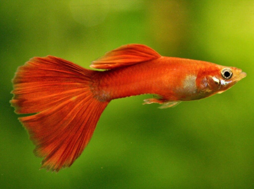 "Orange guppy with a vivid, flowing tail swimming in a freshwater aquarium, ideal for hobbyists seeking colorful and low-maintenance fish."