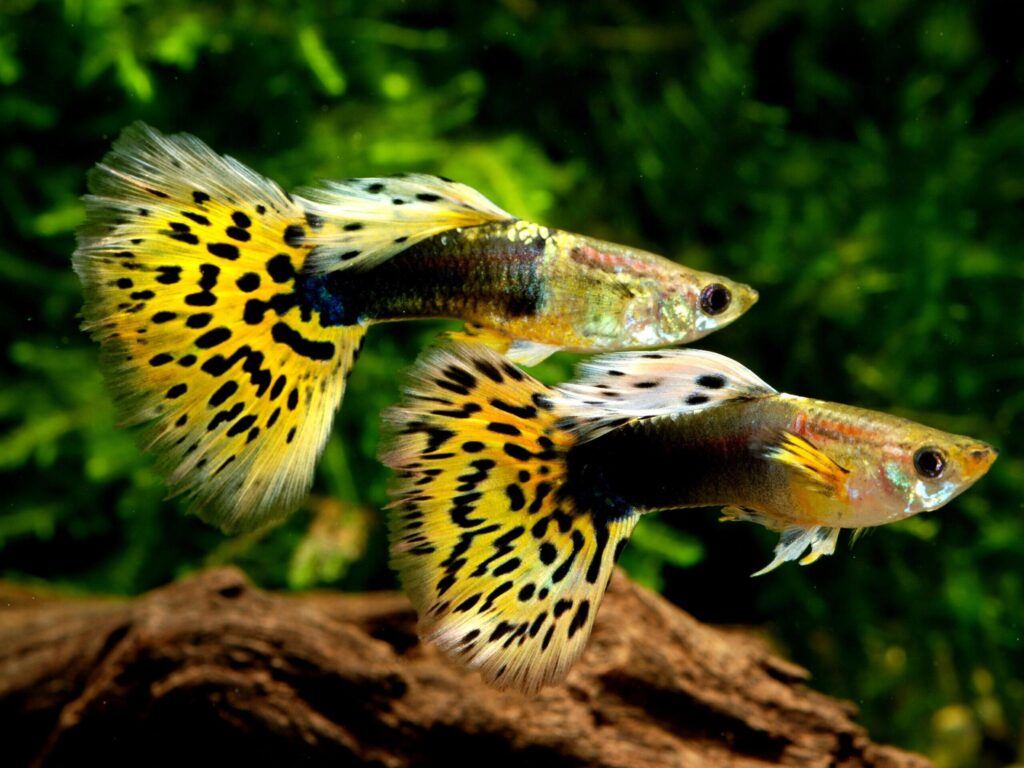 The vibrant leopard guppy swimming gracefully in a lush, planted aquarium.