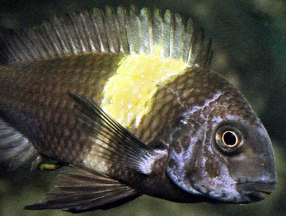 Adult Tropheus Duboisi "Masha"