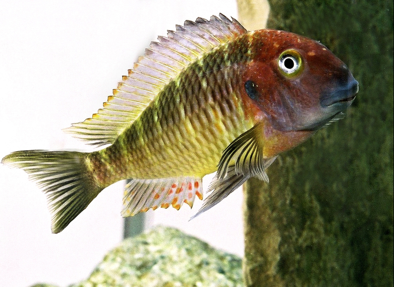 A wild caught vivid Tropheus moori "Kala Island" swimming in a rocky Lake Tanganyika-style aquarium