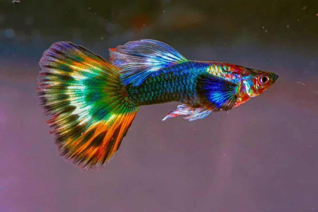 Rainbow-colored guppy with vibrant, multi-hued fins swimming gracefully in a freshwater aquarium, a popular choice for hobbyists seeking colorful and lively fish.