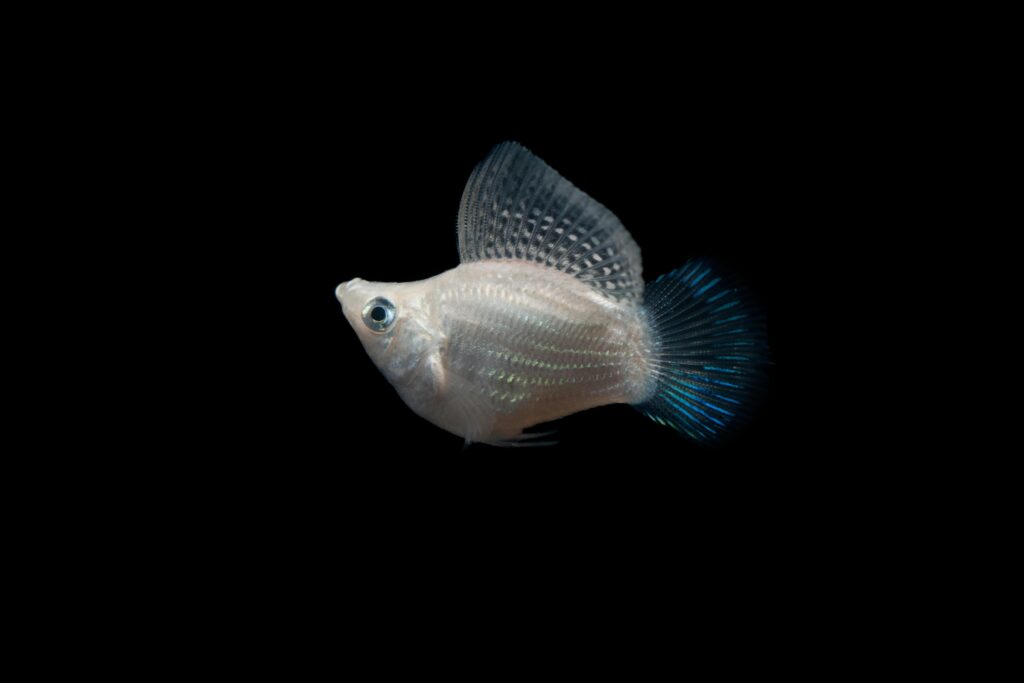 A beautiful white Molly fish with a sleek body swimming in a freshwater aquarium, ideal for hobbyists looking to add a touch of elegance to their tank