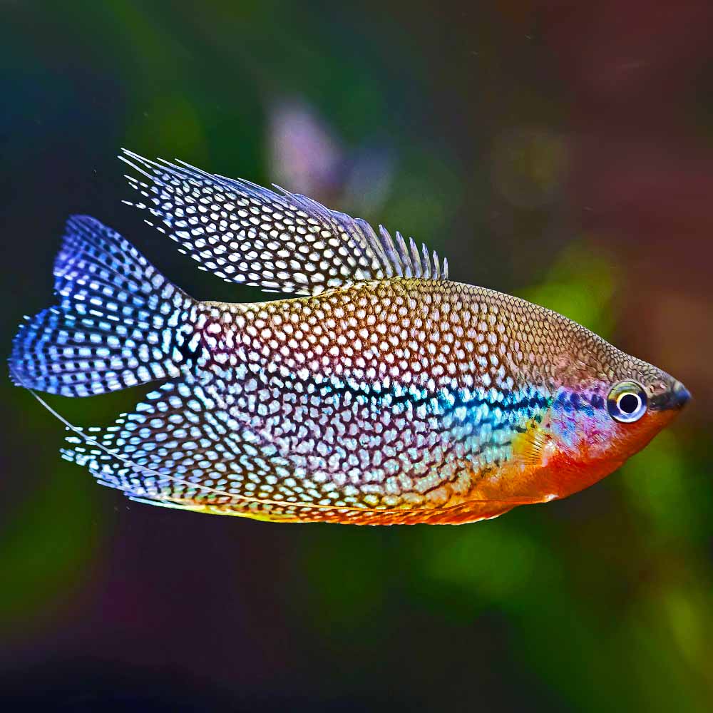 A close-up of a Pearl Gourami (Trichopodus leerii) swimming in a planted aquarium, displaying its shimmering pearlescent scales and delicate fin structure.