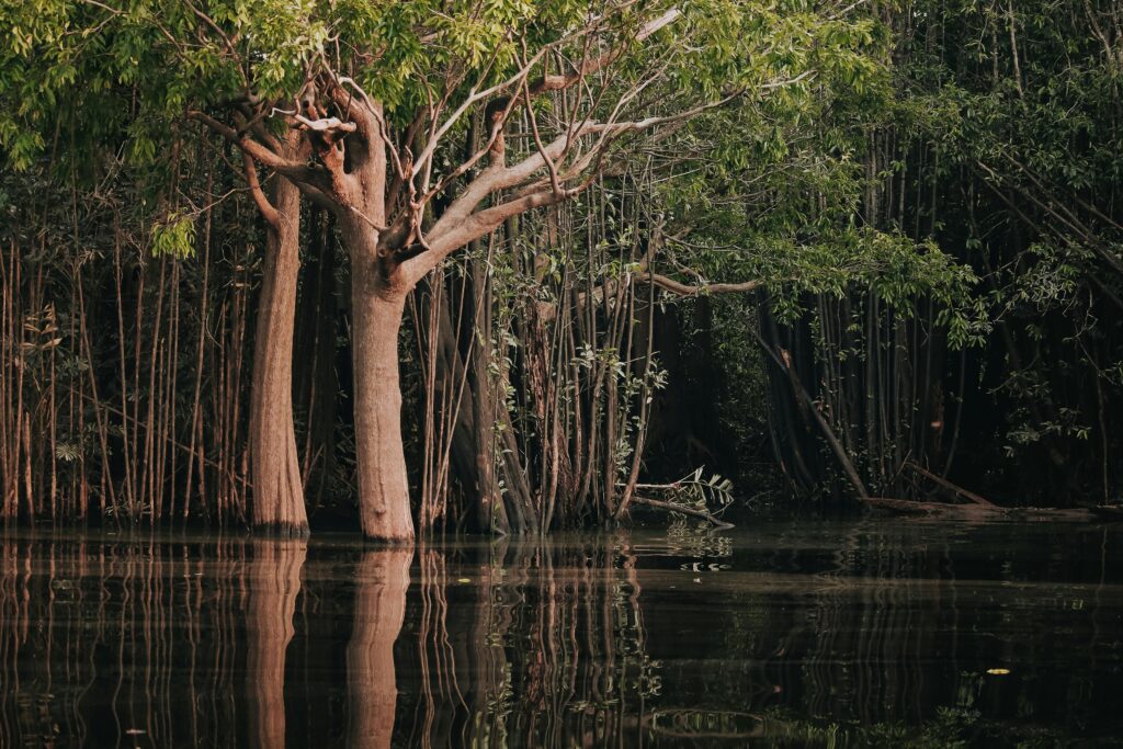 Close-up of an Amazon riverbed featuring submerged tree roots and trunks in dark, tannin-stained water, replicating the natural habitat of cichlids.