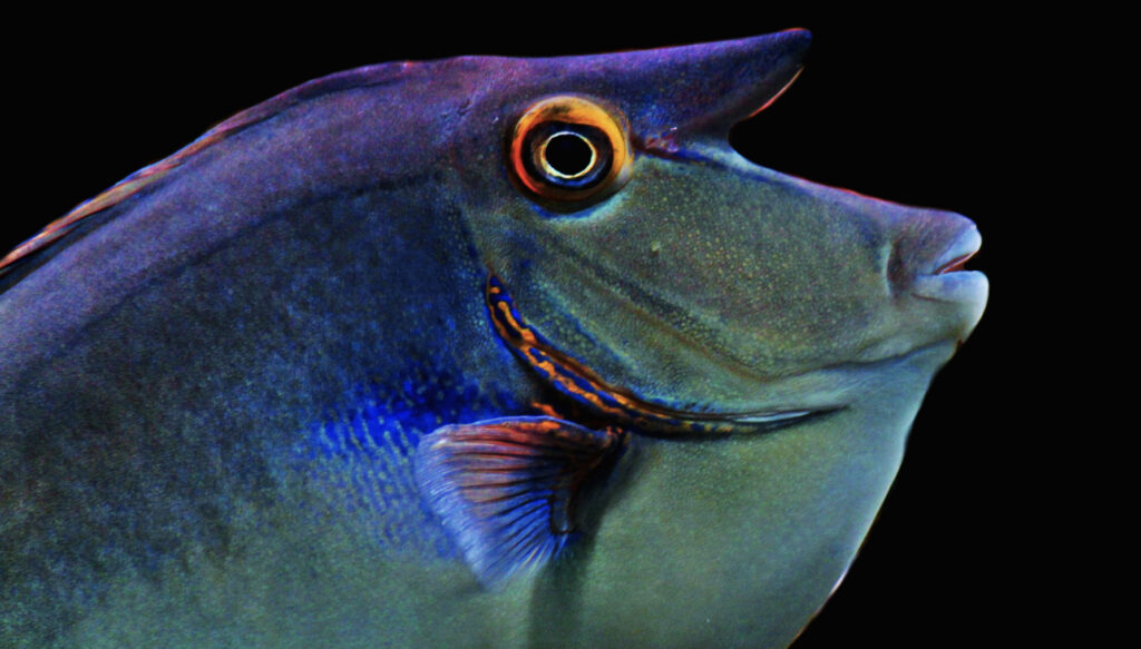 A Bluespine Unicornfish (Naso unicornis) swimming in a coral reef environment, showcasing its elongated horn-like feature and vibrant blue-tinted body.