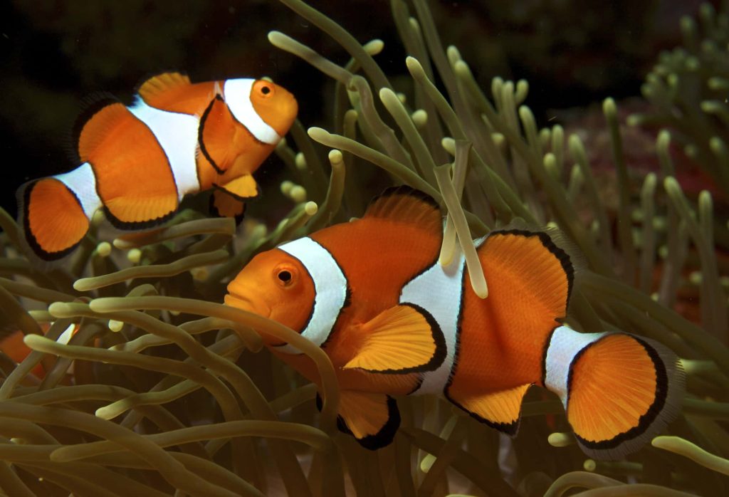 Clownfish swimming amidst the tentacles of a sea anemone, highlighting their mutualistic bond in the marine ecosystem.