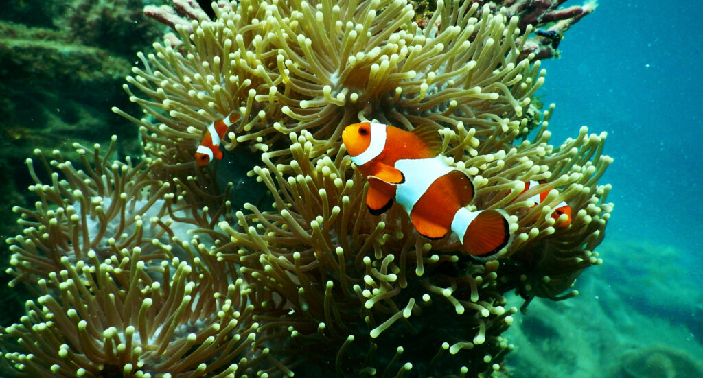 A clownfish (Amphiprion ocellaris) nestled among the tentacles of a sea anemone in its natural coral reef habitat.