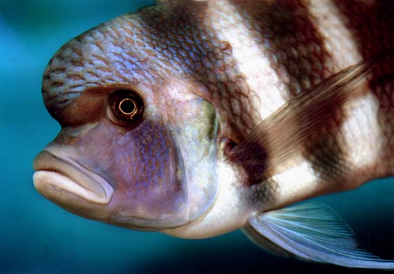 Cyphotilapia frontosa Mpimbwe Blue, a freshwater cichlid with striking blue coloration and a prominent forehead hump, swimming gracefully in an aquarium