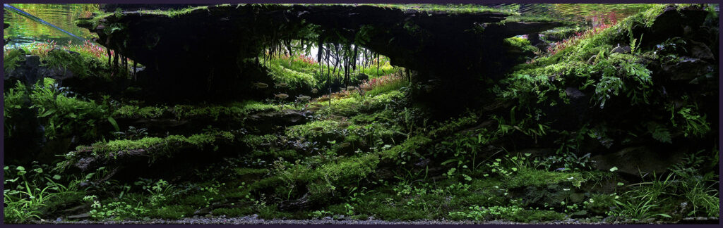 A beautifully aquascaped aquarium titled "Dream Cave" by Acho Choky, featuring a lush underwater landscape with vibrant green plants, intricately arranged driftwood, and natural rocks. The composition showcases a harmonious balance of open space and dense vegetation, creating a serene and captivating aquatic scene.