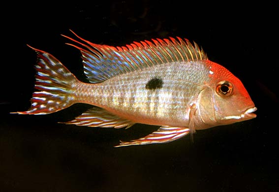 Geophagus megasema 'Rio Tapajos,' a South American cichlid with vibrant patterns and characteristic sand-sifting behavior, displayed in a naturalistic aquarium setting.