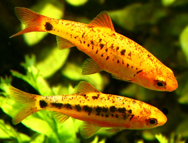 A close-up image of a Gold Barb fish swimming in a clear aquarium, showcasing its vibrant golden-yellow scales and streamlined body.