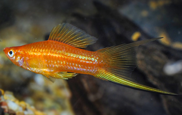 A Golden Swordtail fish with a sleek golden body and a distinctive elongated tail, swimming gracefully in a brightly lit aquarium.