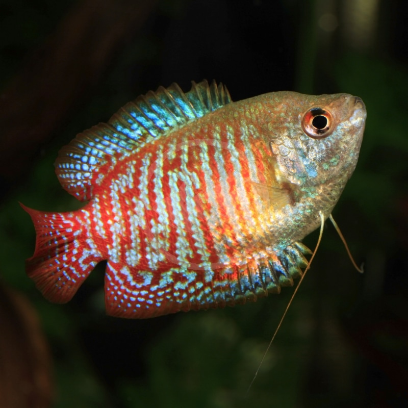 A brightly colored Dwarf Gourami (Trichogaster lalius) with vivid blue and red patterns, swimming in a freshwater aquarium surrounded by lush plants.