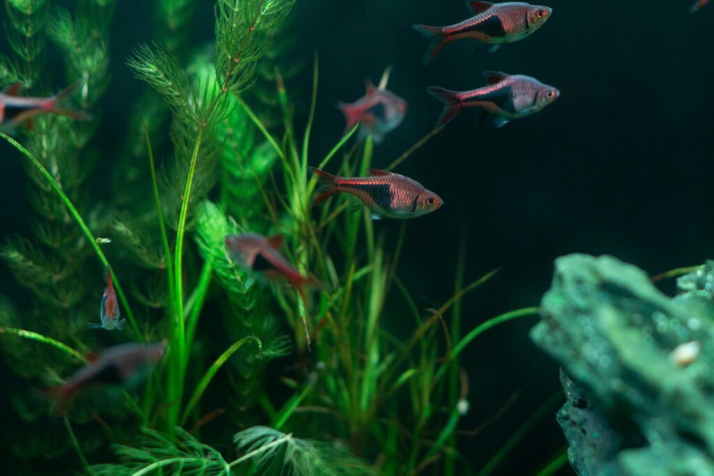 Close-up of a Harlequin Rasbora (Trigonostigma heteromorpha), showcasing its distinct black triangular marking and shimmering orange body, swimming in a planted freshwater tank.