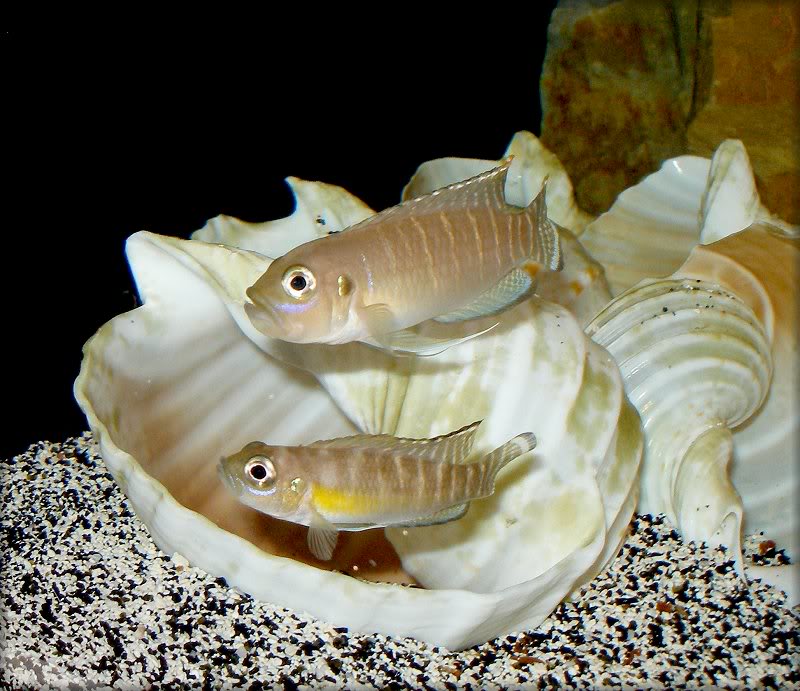 Lamprologus brevis cichlid with a sleek, compact body, positioned next to a shell in its natural aquatic environment.