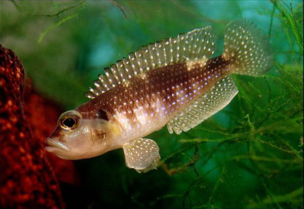 Close-up of a Lamprologus meleagris cichlid with pearl-like spots, resting near its protective shell in an aquarium setting.