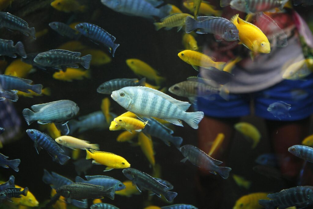 A colorful assortment of Malawi cichlids swimming in a well-planted aquarium with natural rock formations, highlighting their vibrant patterns and species diversity.