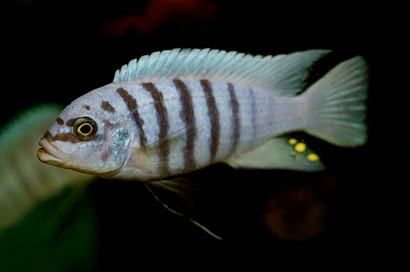 A close-up of Metriaclima zebra 'Maisoni Reef,' displaying vibrant blue and black striped coloration, swimming near rocks in a freshwater aquarium.