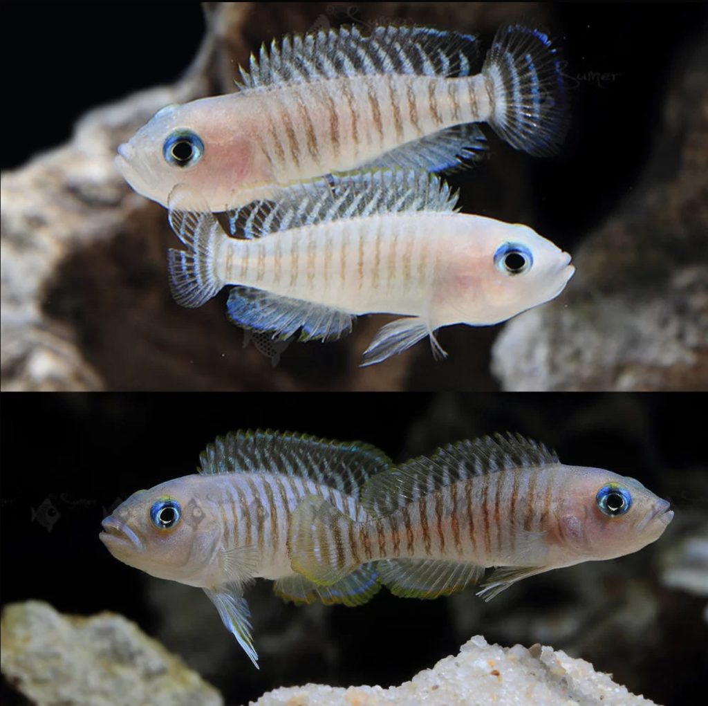 Close-up of a Neolamprologus multifasciatus cichlid with striking blue eyes, nestled near a shell in its natural habitat.