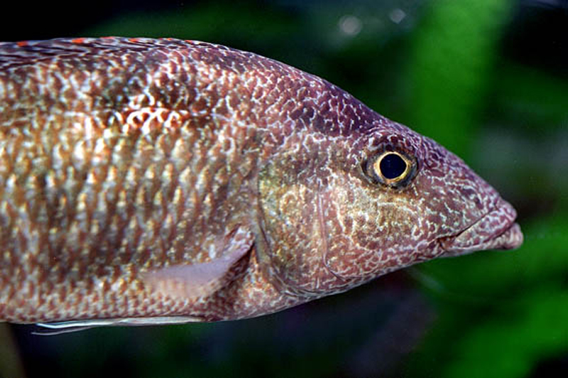 A Nimbochromis linni cichlid showcasing its distinct camouflage pattern and elongated body, swimming near rocks in a natural aquarium setting.