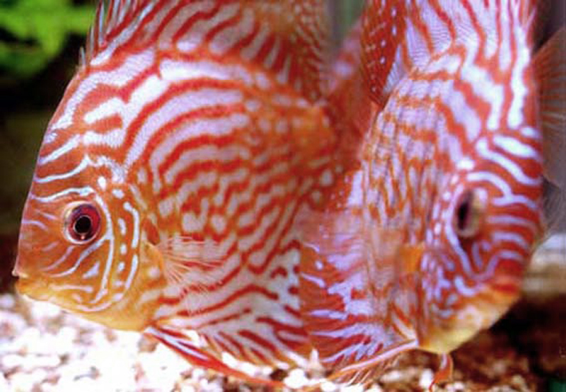 Pair of Pigeon Blood Discus (Symphysodon aequifasciatus) with bright red patterns, swimming gracefully in a freshwater aquarium.