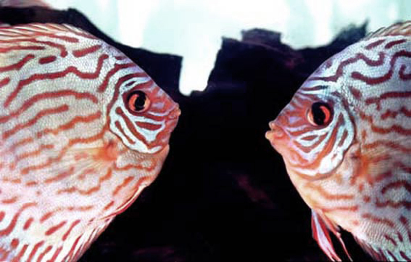 Pair of Pigeon Blood Discus (Symphysodon aequifasciatus) with bright red patterns, swimming gracefully in a freshwater aquarium.