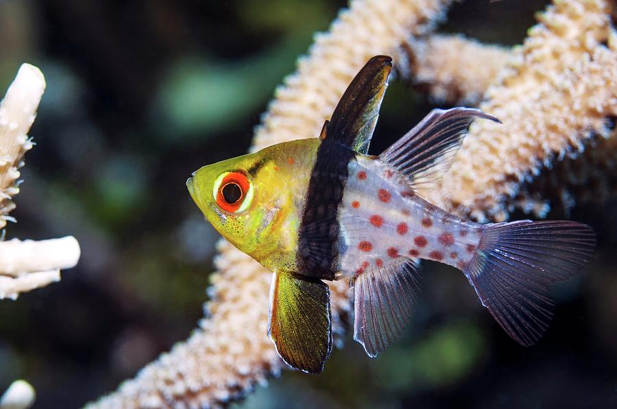 Pajama Cardinalfish with a yellow head, black midsection band, and spotted posterior, swimming near coral in a marine aquarium.