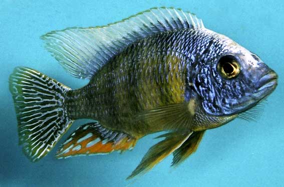 Protomelas fenestratus, a colorful Malawi cichlid with intricate patterns and bright hues, swimming in its natural habitat.