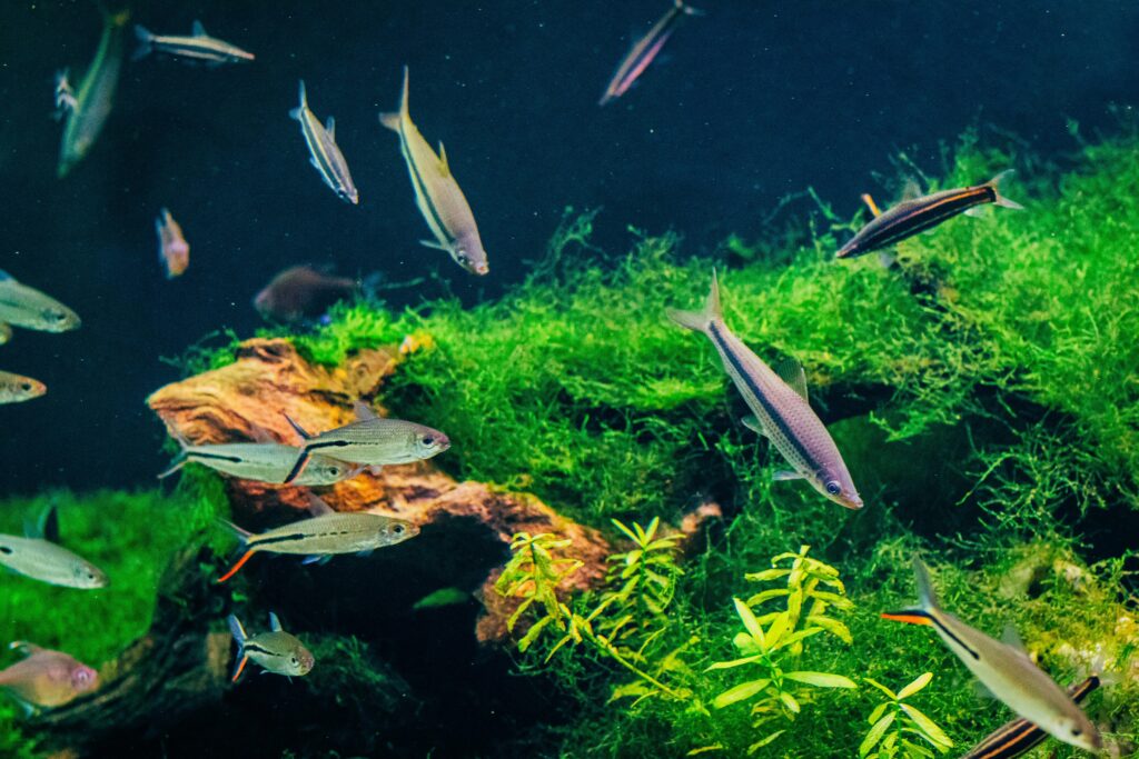 Group of Red Tail Hemiodus (Hemiodus gracilis) swimming in a densely planted aquarium with vibrant greenery.