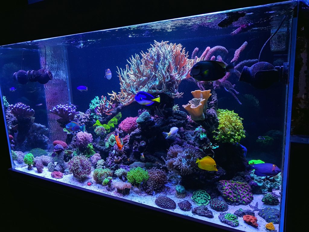 Close-up of a reef tank setup featuring diverse marine fish swimming among vivid coral structures, highlighting a balanced and healthy aquatic habitat.