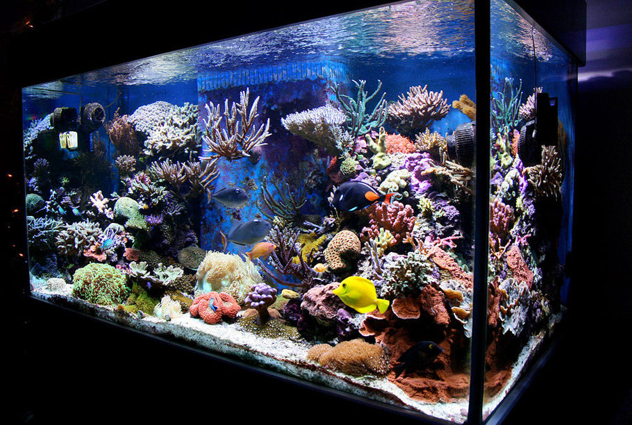 "Reef tank setup with colorful corals, live rock, and marine fish in a glass aquarium, demonstrating an ideal marine environment."