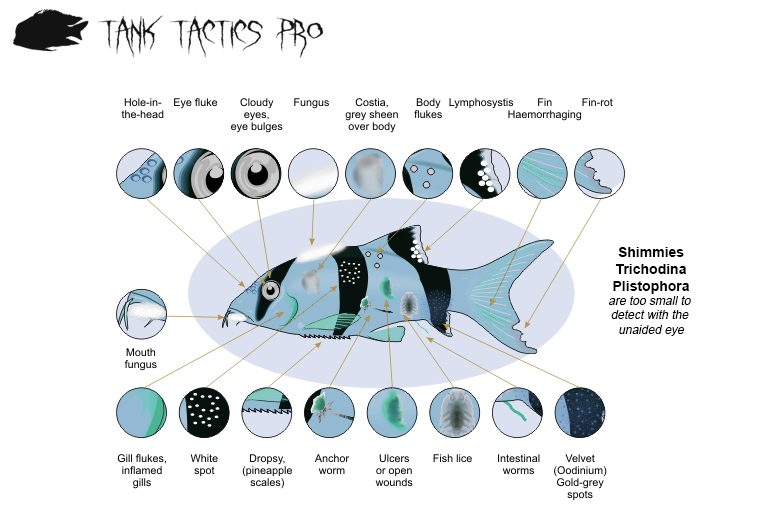 Illustration showing various aquarium fish diseases, including symptoms like white spots, fin rot, and bloating, for identifying common health issues in fish.