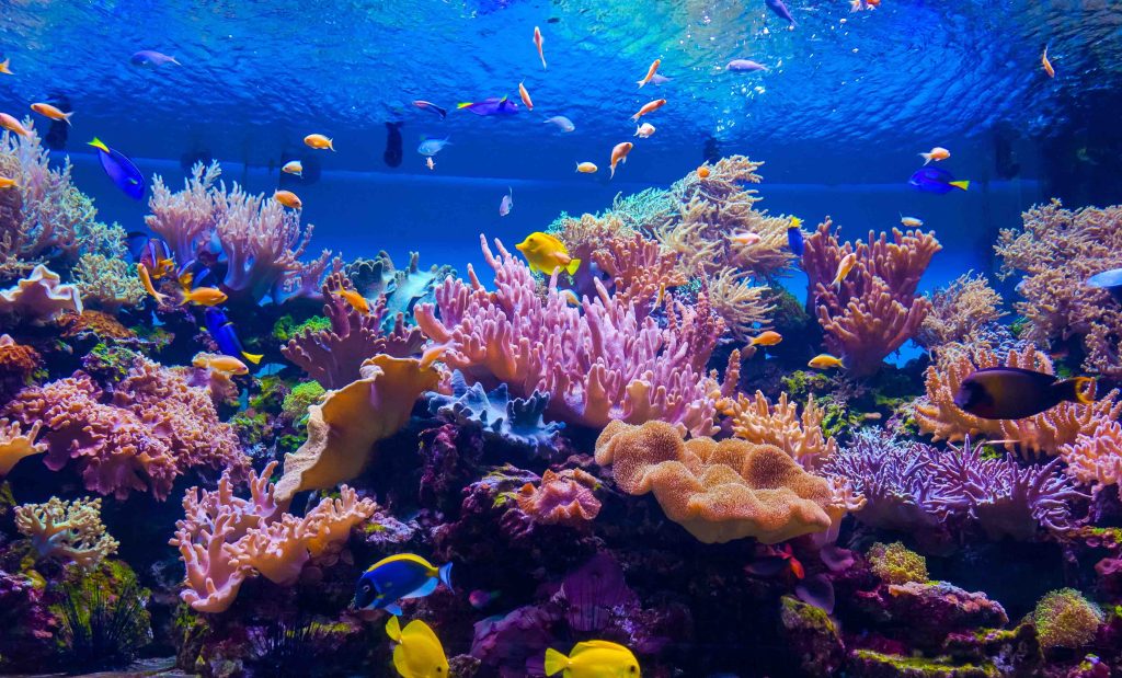 A stunning reef tank setup featuring tangs and chromis fish swimming among colorful coral reefs, showcasing a balanced and lively marine habitat.