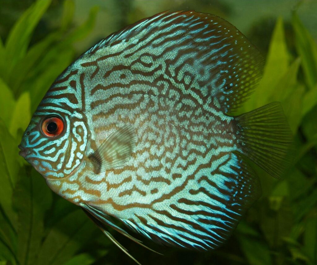 Turquoise Discus with intricate blue-green patterns, scientifically known as Symphysodon aequifasciatus.