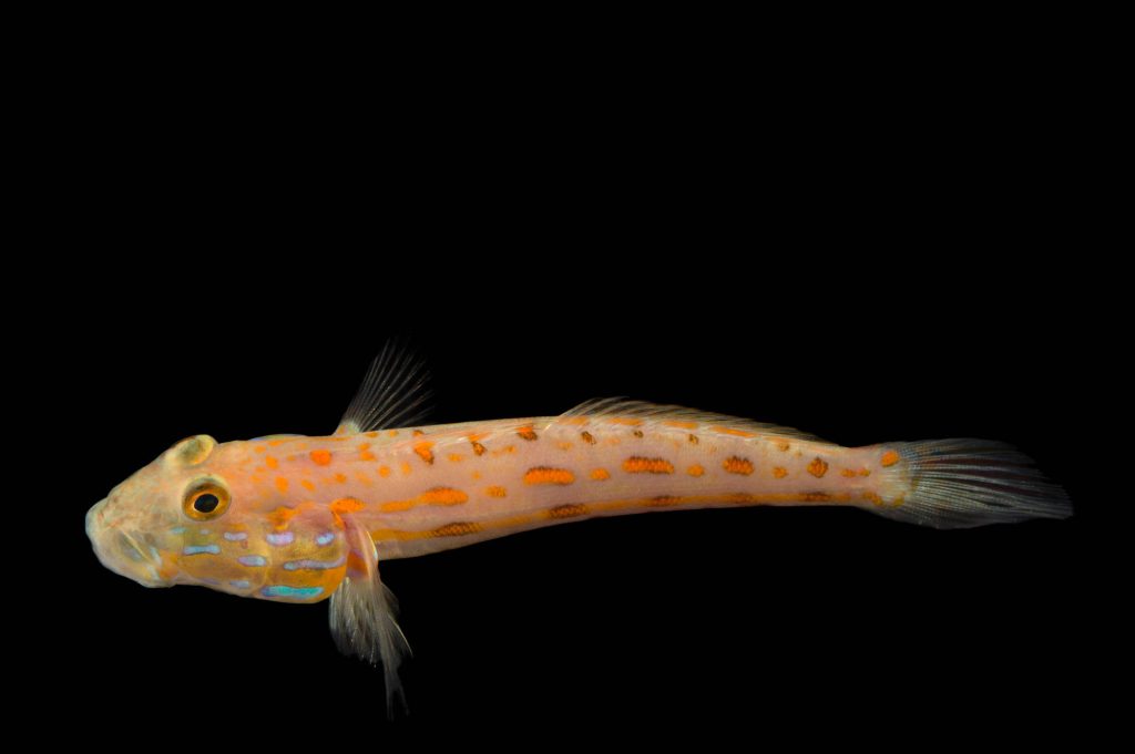 Close-up image of a Diamond Watchman Goby with orange spots and a slender body, set against a dark background.