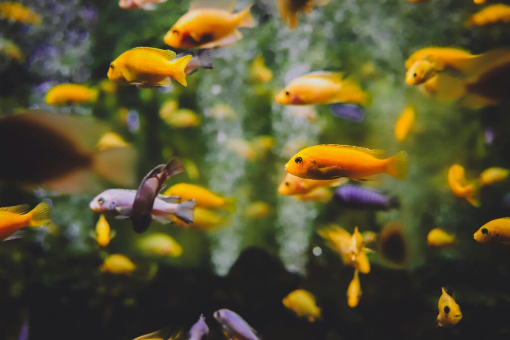 A group of vibrant yellow cichlids swimming together in a freshwater aquarium, displaying their striking color and social behavior.