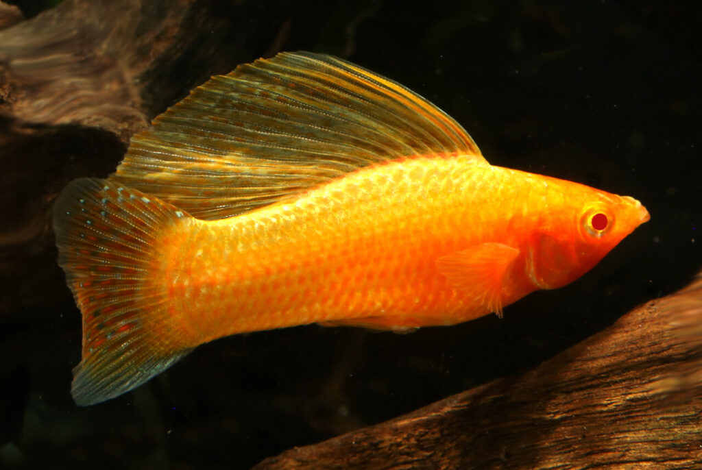 Close-up image of a Yellow Sailfin Molly fish with a bright golden-yellow body and an impressive, high dorsal fin, swimming in a clear aquarium.