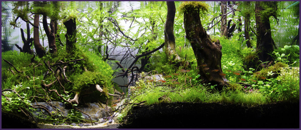 An aquascaped aquarium titled "Lost River" by Yusuf Yıldız, depicting a serene underwater landscape. The design features a winding river-like pathway framed by lush green plants, intricately placed driftwood, and natural stones. The composition captures the essence of a hidden riverbed, blending depth, texture, and vibrant greenery to create a tranquil and immersive aquatic environment.